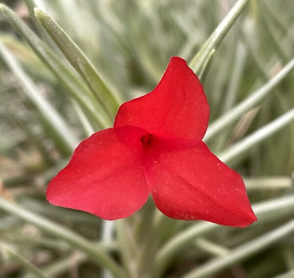Tillandsia albertiana – Bild 4
