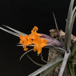 Tillandsia ericii