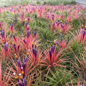 Tillandsia ionantha ‚stricta‘