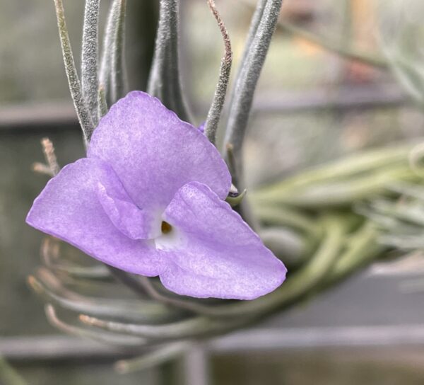 Tillandsia kirschnekii – Bild 6