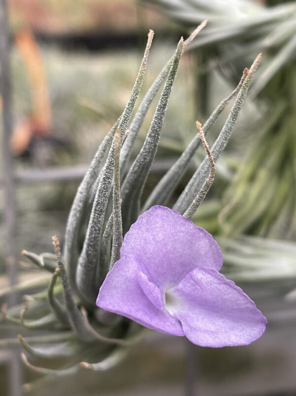 Tillandsia kirschnekii – Bild 4