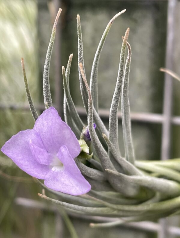 Tillandsia kirschnekii – Bild 5