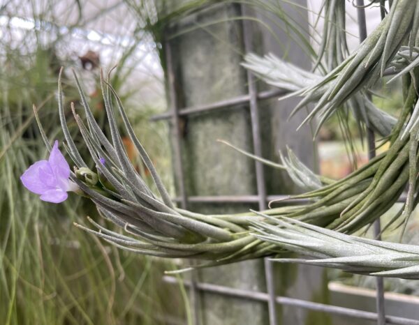 Tillandsia kirschnekii – Bild 7