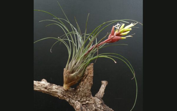 Vriesea poenulata – Bild 2