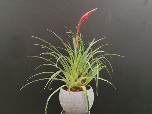Vriesea poenulata