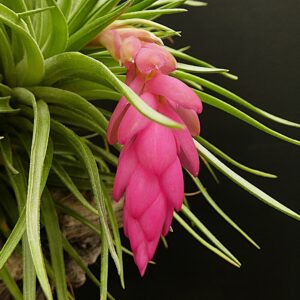 Tillandsia stricta 'hart' x tenuifolia