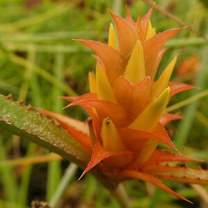 Acanthostachys strobilacea