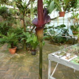 Amorphophallus Konjac