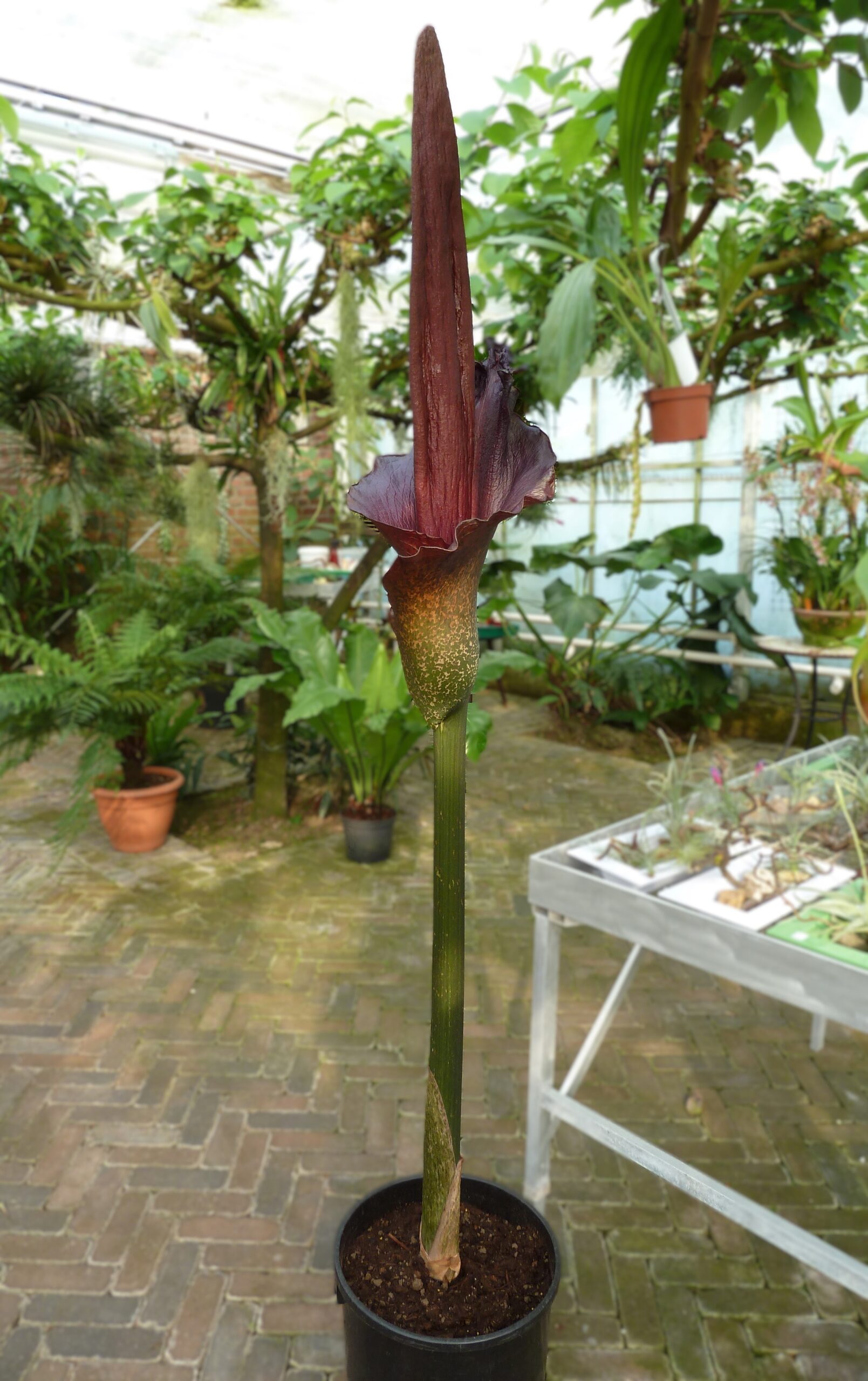Amorphophallus Konjac