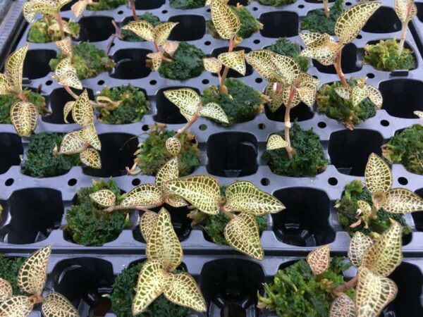 Anoectochilus roxburghii 'Yellow' – Bild 2