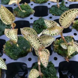 Anoectochilus roxburghii 'Yellow'