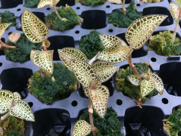 Anoectochilus roxburghii 'Yellow'