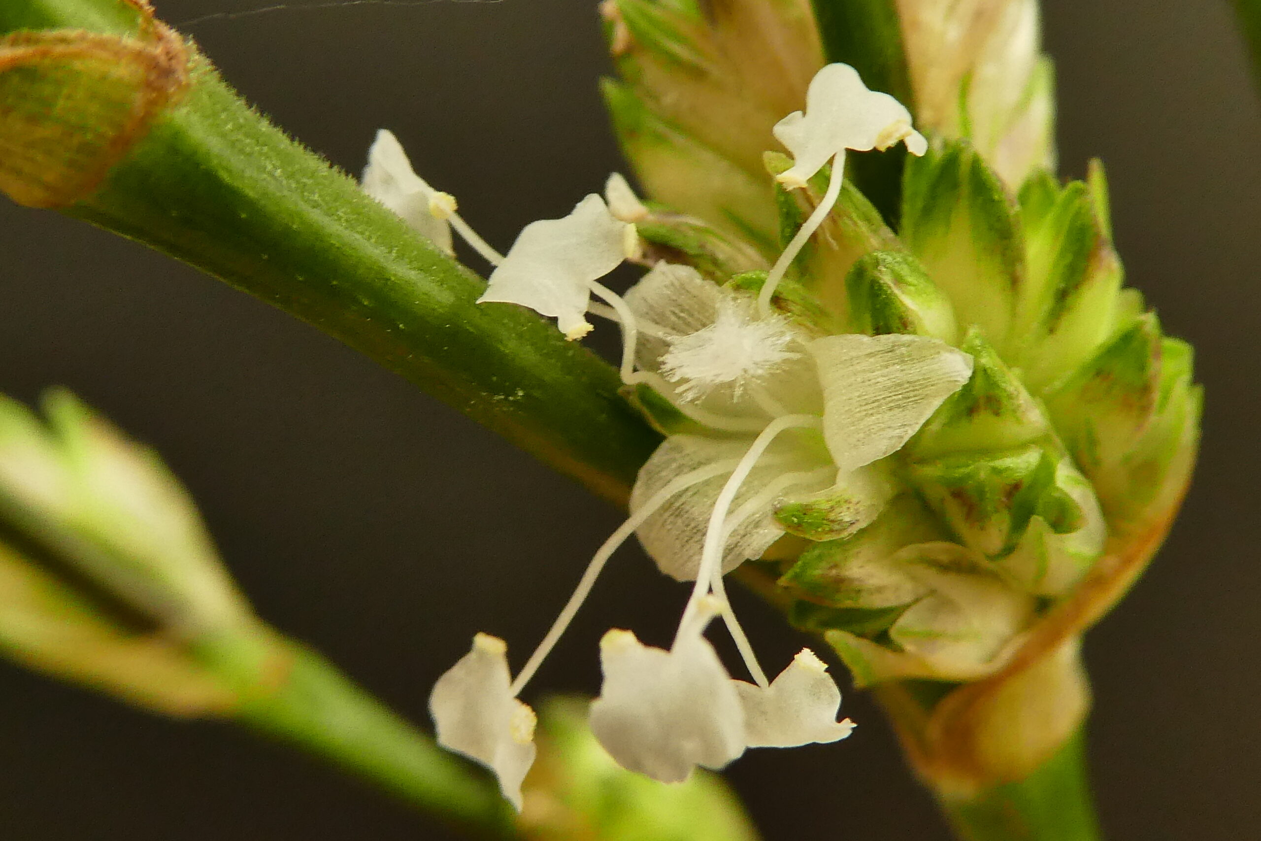 Callisia (Spironema) fragrans – Bild 4