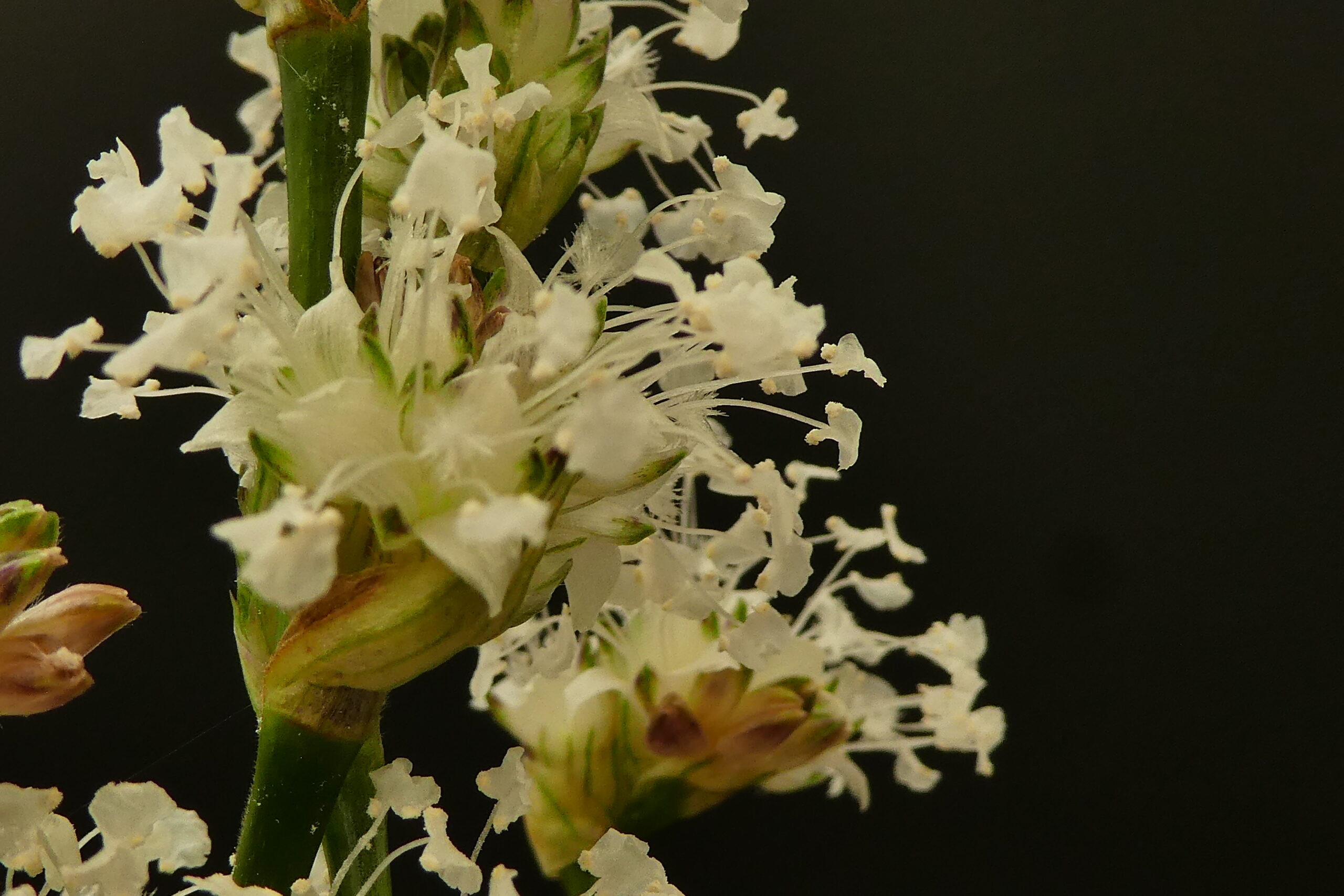 Callisia (Spironema) fragrans – Bild 5