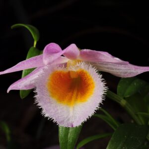 Dendrobium loddigesii