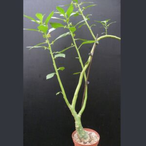 Dorstenia zanzibarica