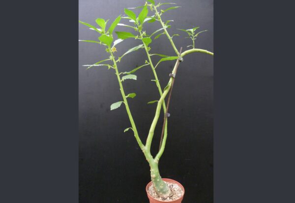 Dorstenia zanzibarica