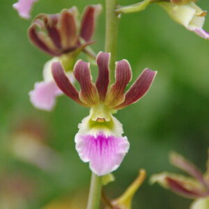 Eulophia quartiniana(=guinensis) x (quartiniana x euglossa)