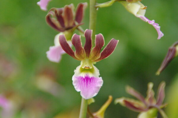 Eulophia quartiniana(=guinensis) x (quartiniana x euglossa)