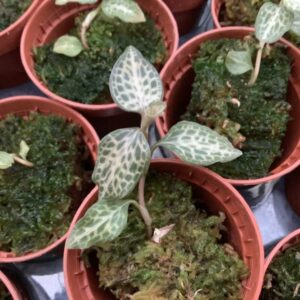Goodyera schlechtendaliana 'Nishikiran Japan'