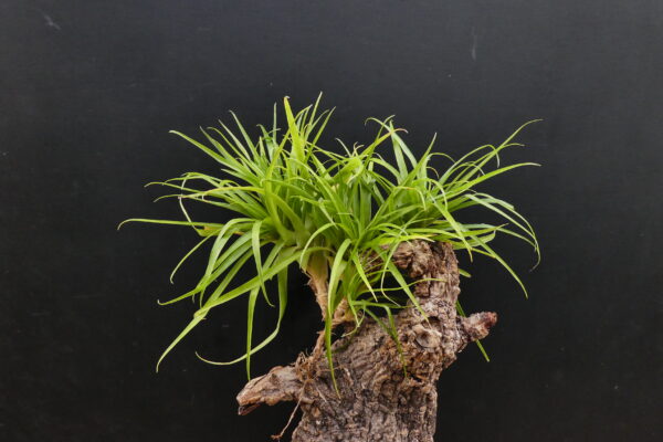 Guzmania angustifolia – Bild 2