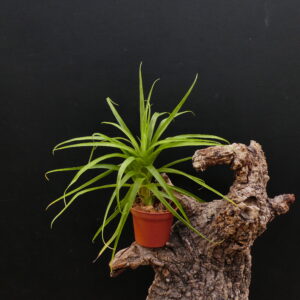 Guzmania angustifolia