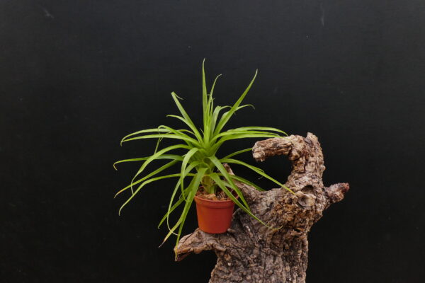 Guzmania angustifolia