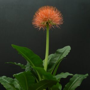 Scadoxus (Haemanthus) multiflorus