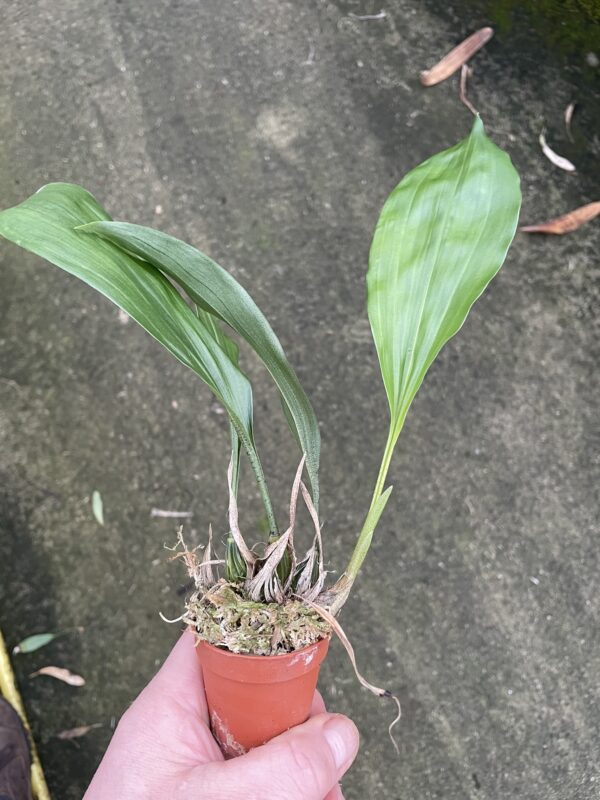 Stanhopea oculata – Bild 3