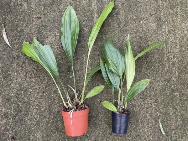 Stanhopea tigrina – Bild 2