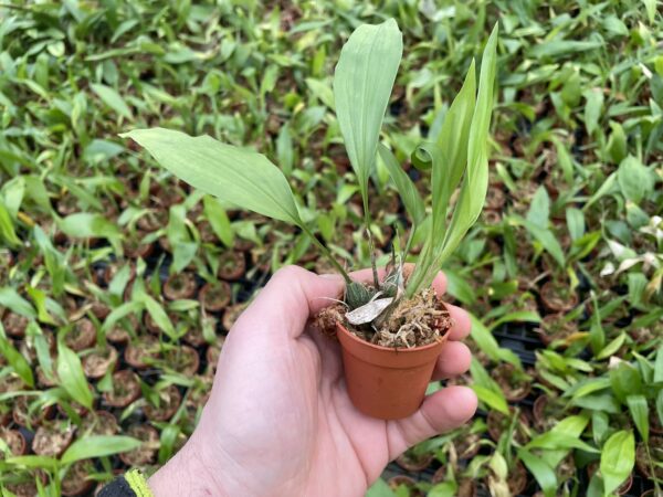 Stanhopea tigrina – Bild 3