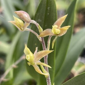 Lanium aviculum