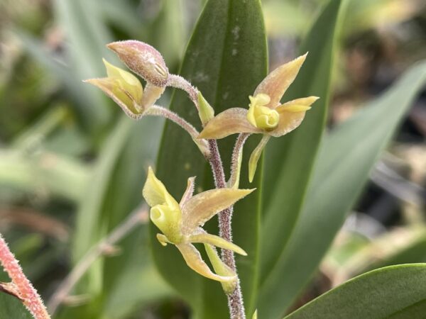 Lanium aviculum