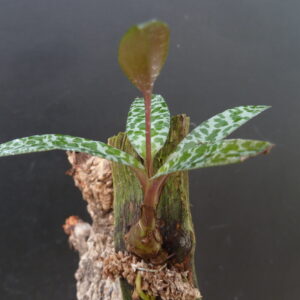 Ledebouria socialis (syn.: Scilla violacea)