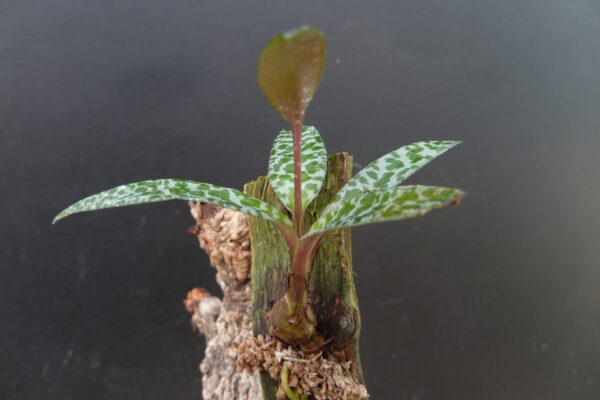 Ledebouria socialis (syn.: Scilla violacea)