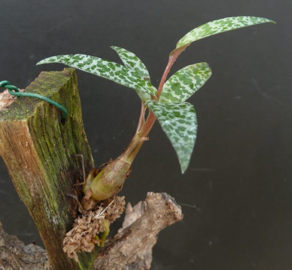 Ledebouria socialis (syn.: Scilla violacea) – Bild 3