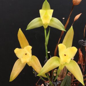 Lycaste trifoliata x lasioglossa