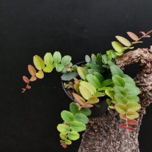 Marcgravia rectifolia