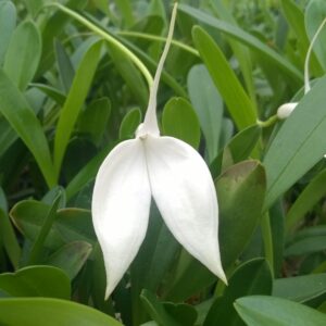 Masdevallia coccinea 'Alba'