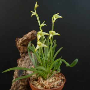 Masdevallia minuta