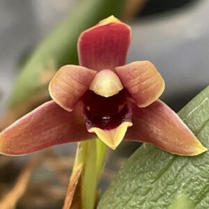 Maxillaria variabilis 'Brown-Red'