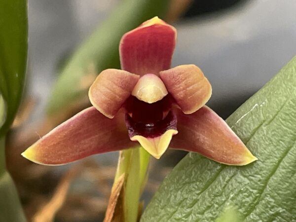 Maxillaria variabilis 'Brown-Red'