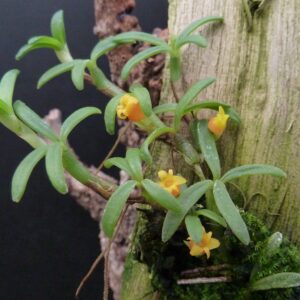 Mediocalcar decoratum