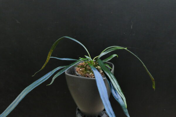 Microsorum thailandicum (steerei) – Bild 4