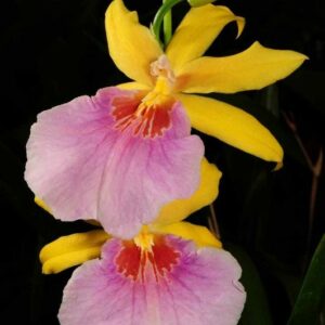 Milmiltonia n.r. Sunset
