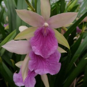Miltonia Honululu x Miltonia Binotii