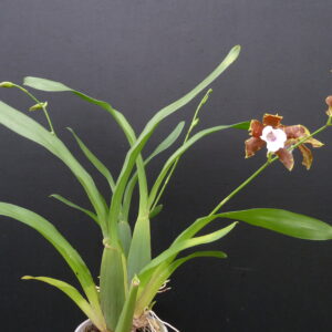 Miltonia candida