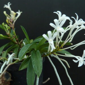 Neofinetia falcata