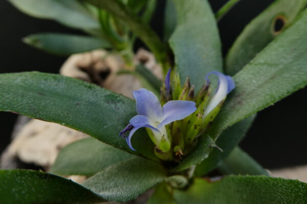 Neoregelia Akeso (ampullacea 'tigrina' x liliputiana) – Bild 2