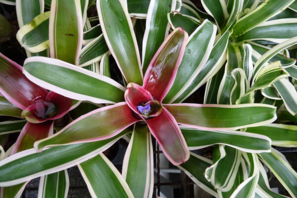 Neoregelia 'Annick'
